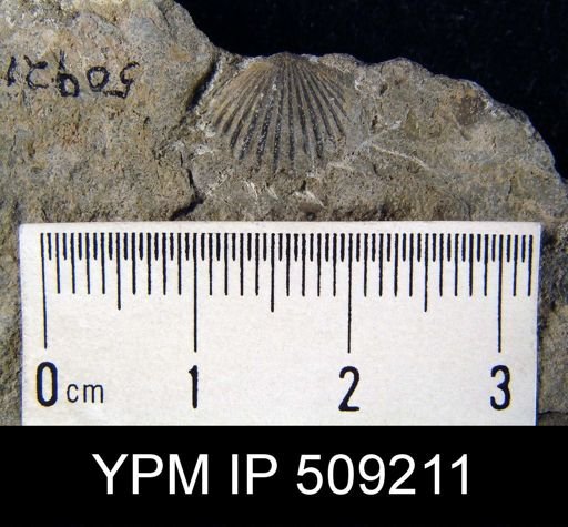 Dinorthis sp.