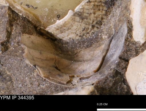undet. Mollusca