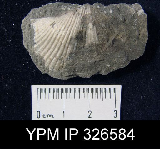 Spirifer cf. boonensis