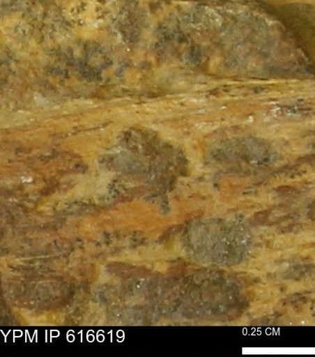 Teredo sp.