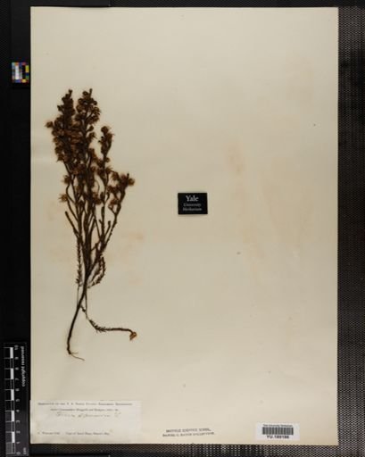 Plantae