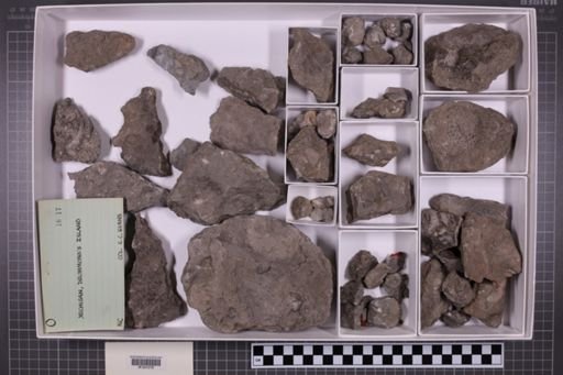 mixed taxa, stratigraphic collection