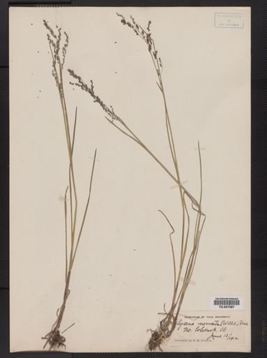 Glyceria striata