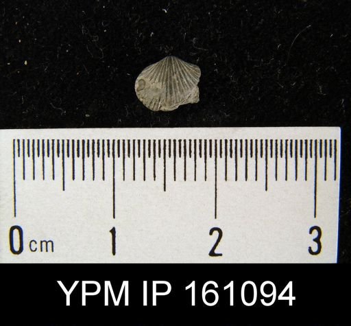 Dalmanella testudinaria