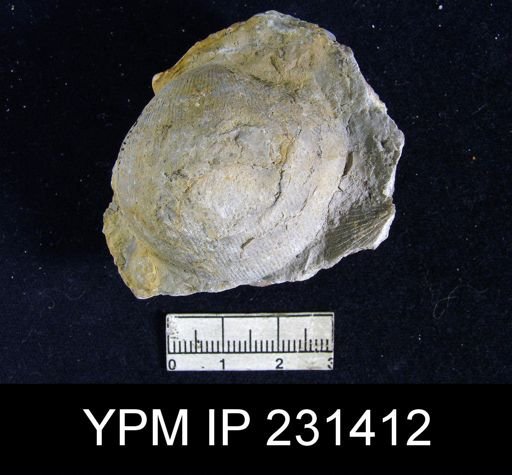 Linoproductus insinuatus