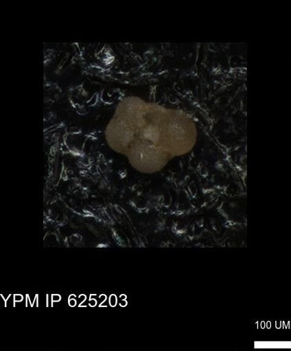 undet. Rugoglobigerinidae