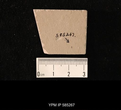 undet. Hymenoptera