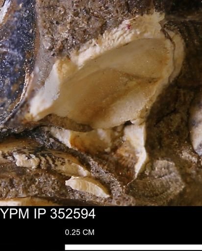 undet. Mollusca