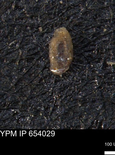 Miliammina manitobensis