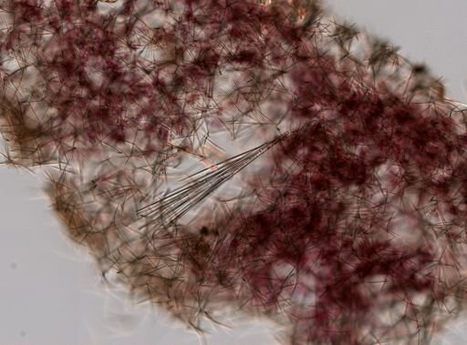 Haliclona (Gellius) flagellifera