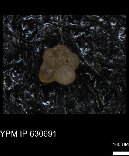 undet. Rugoglobigerinidae
