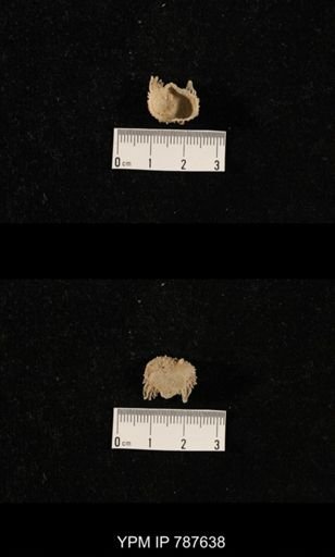 undet. Brachiopoda