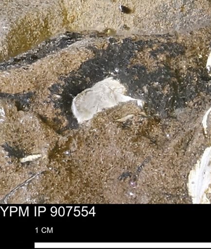 undet. Mollusca
