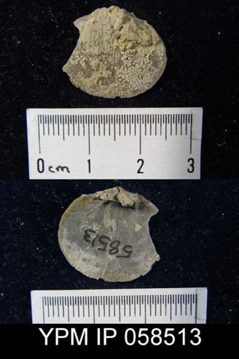 Rhipidomella oblata