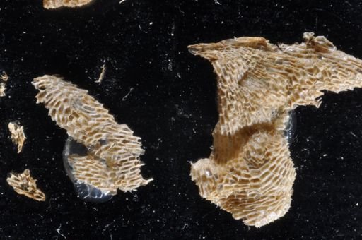 Membranipora villosa