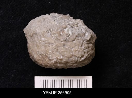 Dolatocrinus asterias