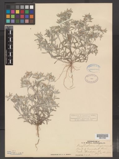 Gnaphalium uliginosum