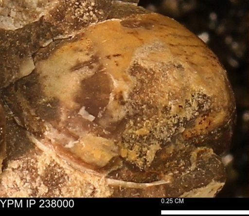 Protocardia subquadrata