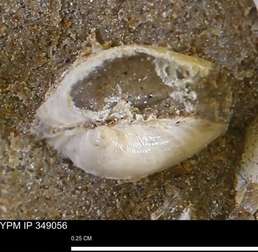 undet. Bivalvia