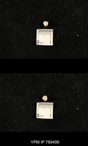 undet. Bryozoa
