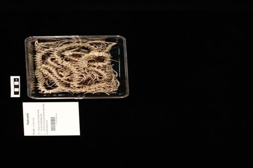 Pituophis catenifer