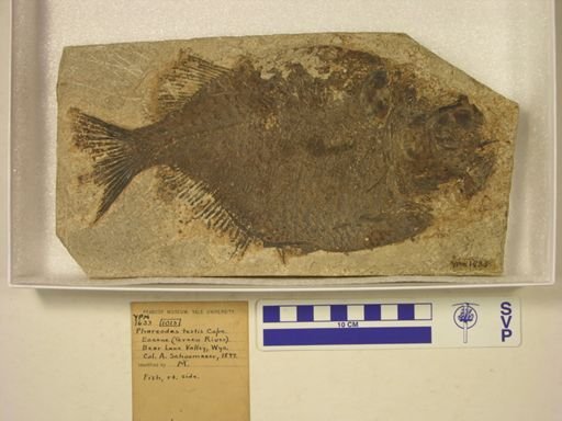 Phareodus testis