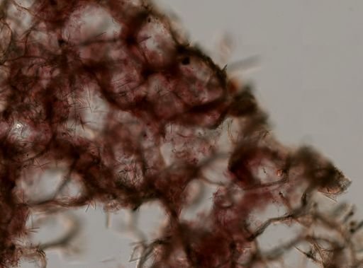 Isodictya deichmannae