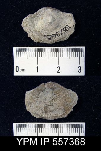 undet. Brachiopoda