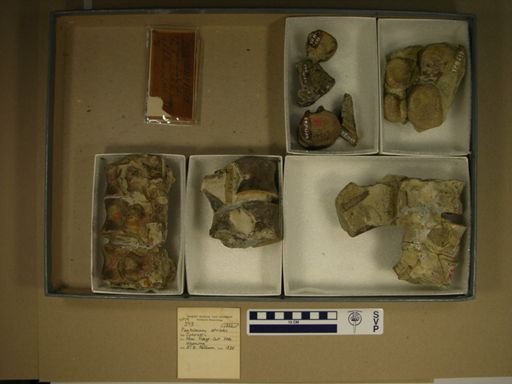 Parasaurus striatus