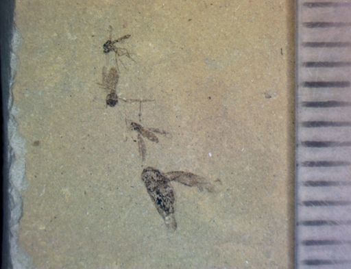 undet. Diptera