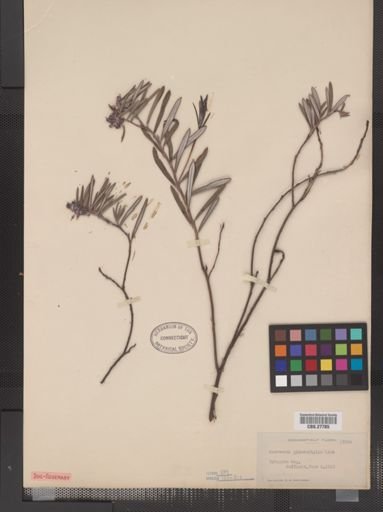 Andromeda glaucophylla