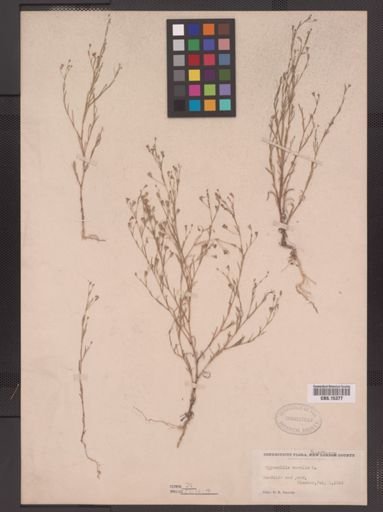 Gypsophila muralis