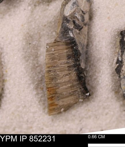 undet. Inoceramidae