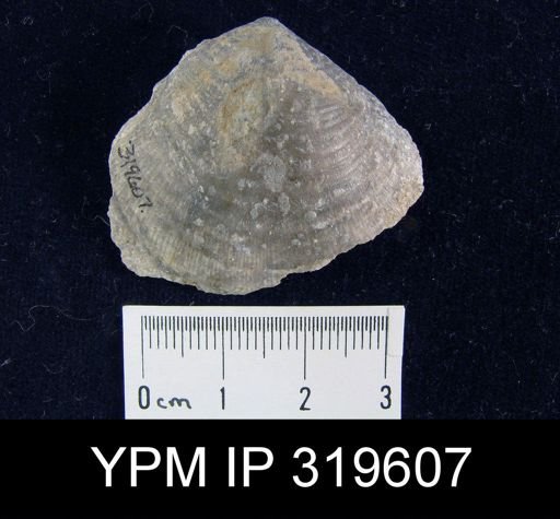 Echinoconchus genevievensis