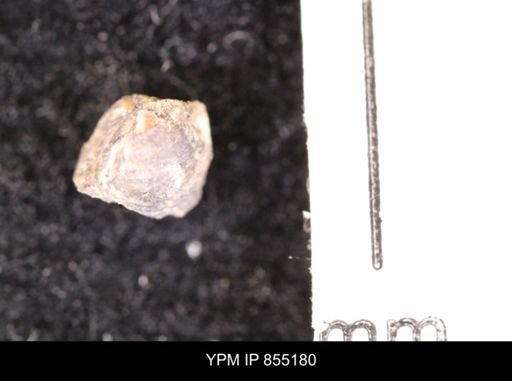 Protocardia subquadrata