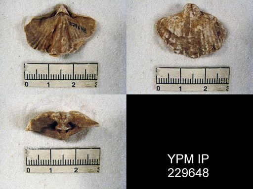 Spirifer sp.