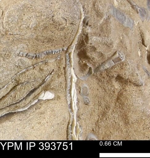 undet. Mollusca