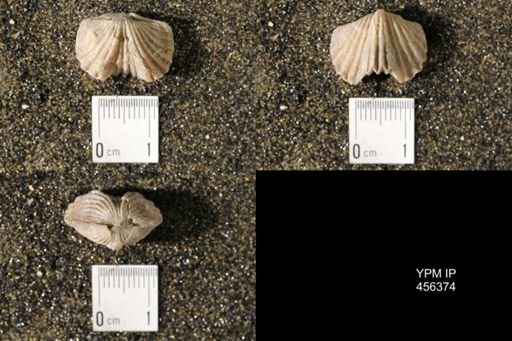 Platystrophia biforata