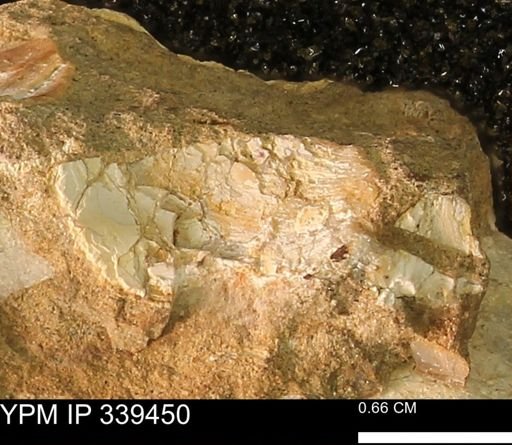 undet. Mollusca