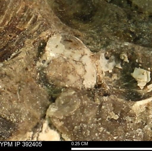 Protocardia subquadrata