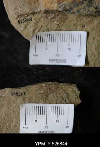 Problematica