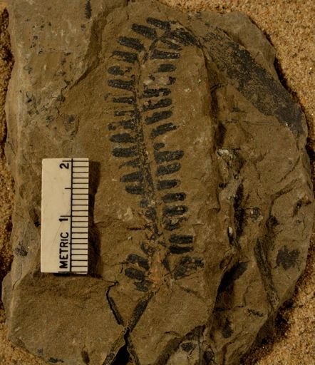 Pecopteris