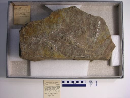 Anchisauripus exsertus