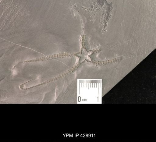 Furcaster palaeozoicus