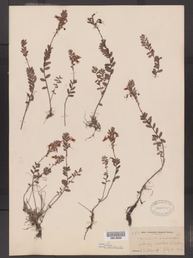 Vaccinium macrocarpon
