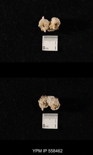 Girtycoelia sp.