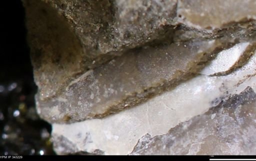undet. Bivalvia