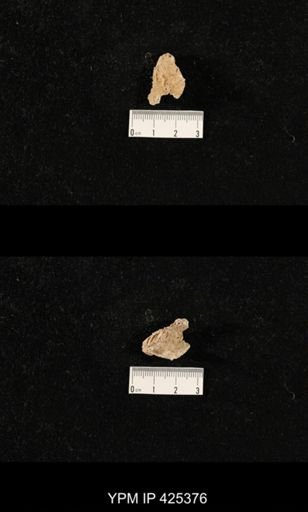 undet. Cyclanthariidae