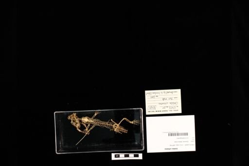 Gekko vittatus