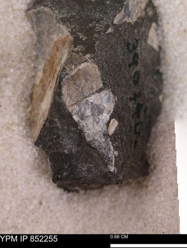 undet. Bivalvia